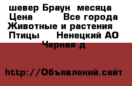 шевер Браун 2месяца › Цена ­ 200 - Все города Животные и растения » Птицы   . Ненецкий АО,Черная д.